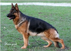 Protection Dogs in Ohio