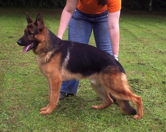 Estate Dogs - German Shepherd training Ohio