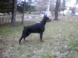 dobermans for sale in Ohio