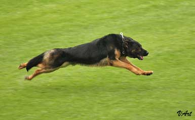German Shepherd Training - Estate Dogs
