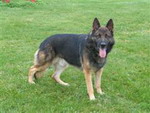 top producer german shepherd