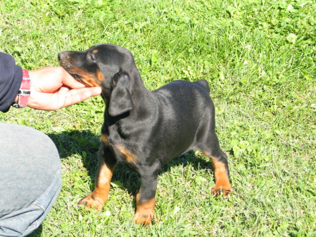 Doberman Pup