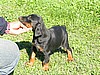 doberman puppies
