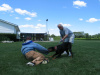 Estate Security Dogs