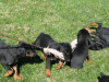Doberman Pup Playtime!
